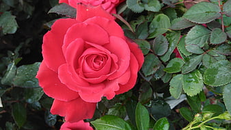 Vibrant Red Rose with Water Droplets on Green Leaves