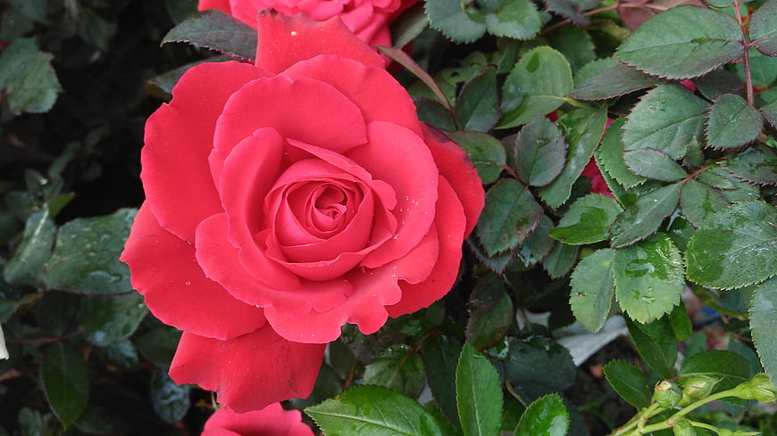 Vibrant Red Rose with Water Droplets on Green Leaves