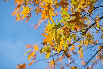 Yellow and Orange Oak Leaves Against Blue Sky in Autumn