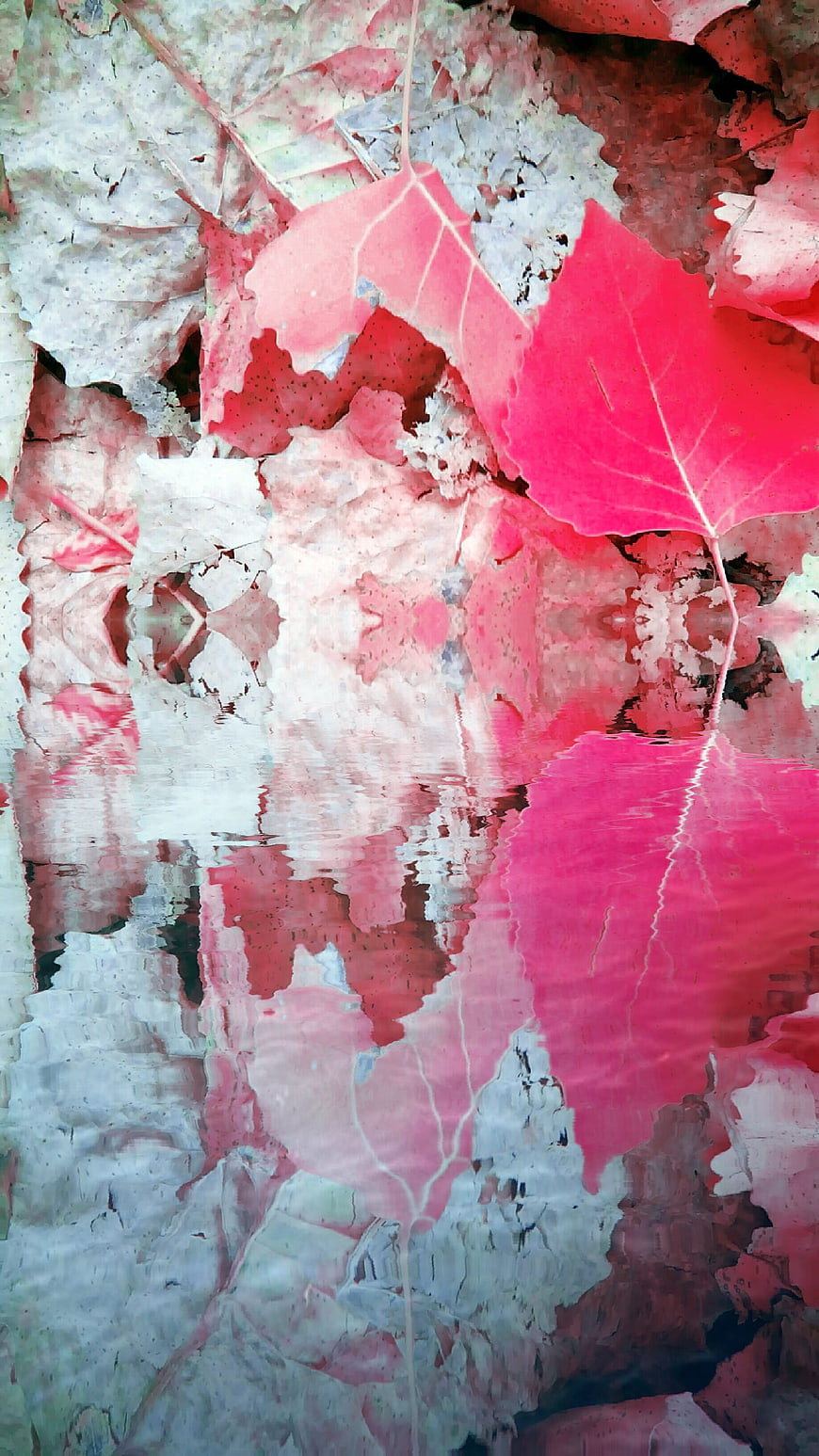 Vibrant Pink Leaves Reflected in Water