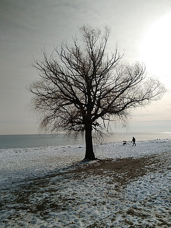 Solitary bare tree on snowy winter beach landscape