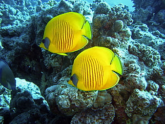 Two Yellow Butterflyfish Swimming Over Coral Reef Underwater