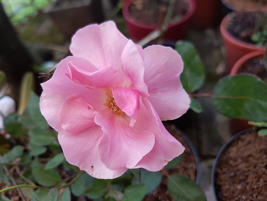 Close-up of a delicate pink rose in a garden