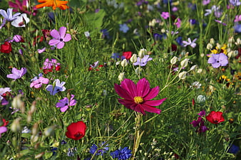 Vibrant Wildflower Meadow With Pink Cosmos And Colorful Blooms