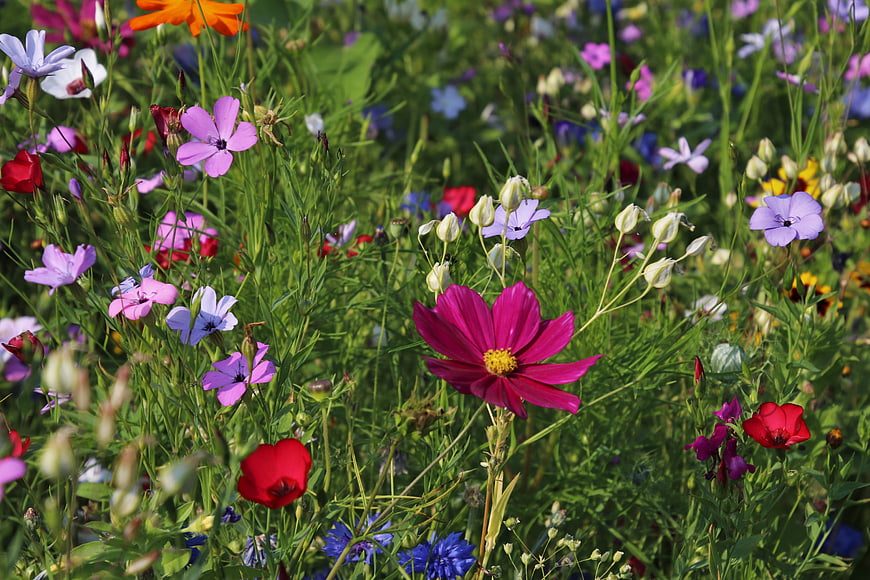 Vibrant Wildflower Meadow With Pink Cosmos And Colorful Blooms