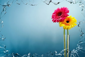 Pink and yellow gerbera daisies in a vase with broken glass frame