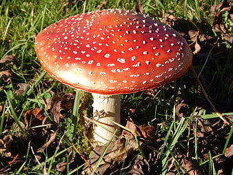 Red Fly Agaric Mushroom with White Spots in Grass