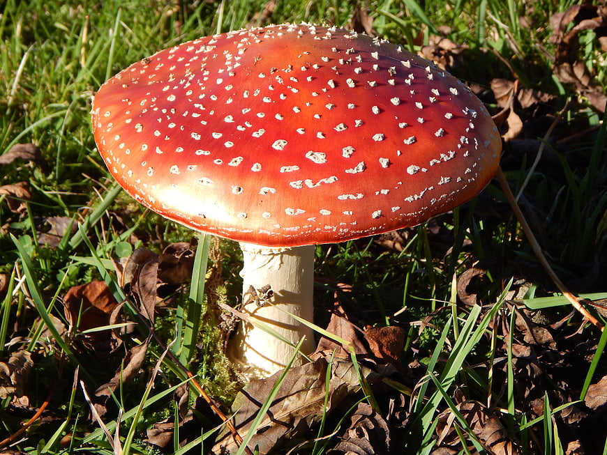 Red Fly Agaric Mushroom with White Spots in Grass