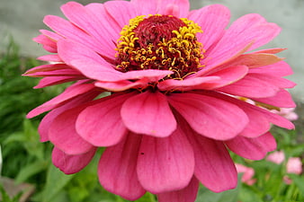 Close-up of vibrant pink zinnia flower with yellow center