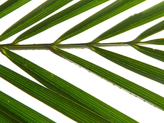 Close-up of green palm leaf fronds on white background
