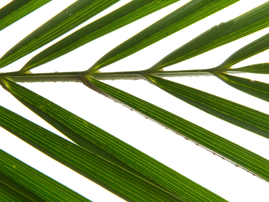 Close-up of green palm leaf fronds on white background