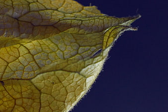 Macro Close-Up of Yellow Leaf Veins on Blue Background