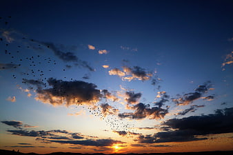 Flock of birds flying against dramatic sunset sky