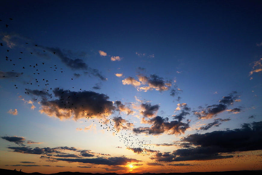 Flock of birds flying against dramatic sunset sky