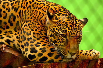 Close-up of a resting jaguar on a wooden log