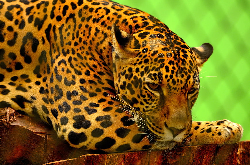 Close-up of a resting jaguar on a wooden log