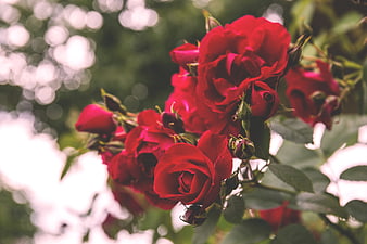 Vibrant red roses in bloom with soft bokeh background