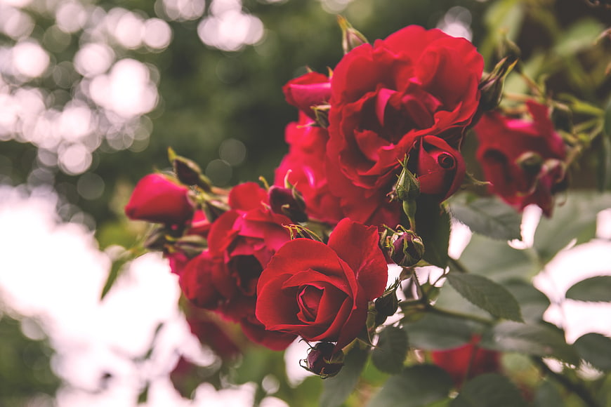 Vibrant red roses in bloom with soft bokeh background