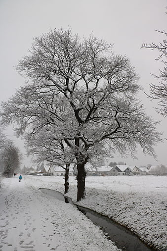 Snowy Winter Landscape with Large Tree and Canal