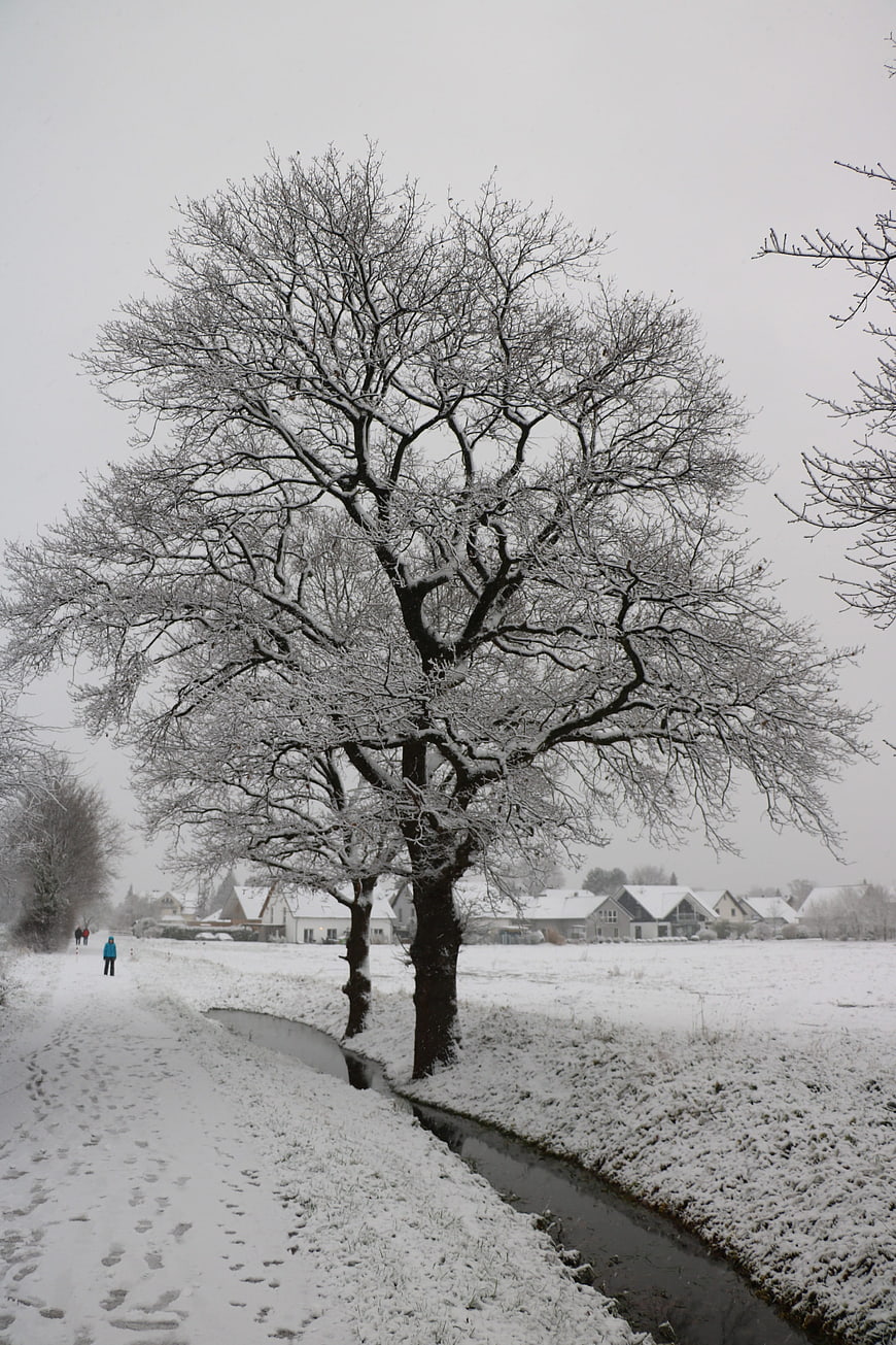 Snowy Winter Landscape with Large Tree and Canal