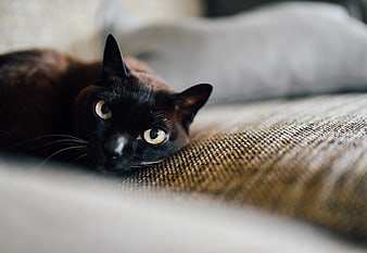Close-up of a black Bombay cat lying on a textured sofa