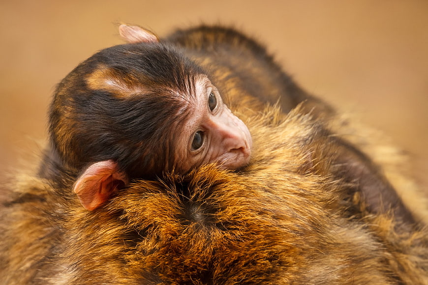 Cute baby capuchin monkey resting on mother's fur