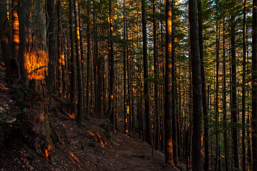 Sunlit Forest Trail with Golden Hour Light on Pine Trees