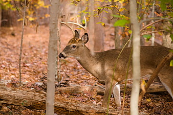 Young White-tailed Buck in Autumn Forest