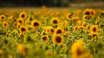 Vibrant Sunflower Field with Shallow Depth of Field
