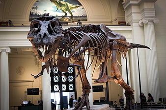Tyrannosaurus Rex Skeleton in Museum Hall