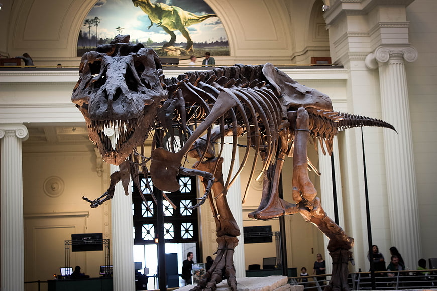 Tyrannosaurus Rex Skeleton in Museum Hall