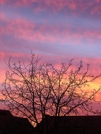 Silhouette of bare tree branches against vibrant pink and purple sunset sky