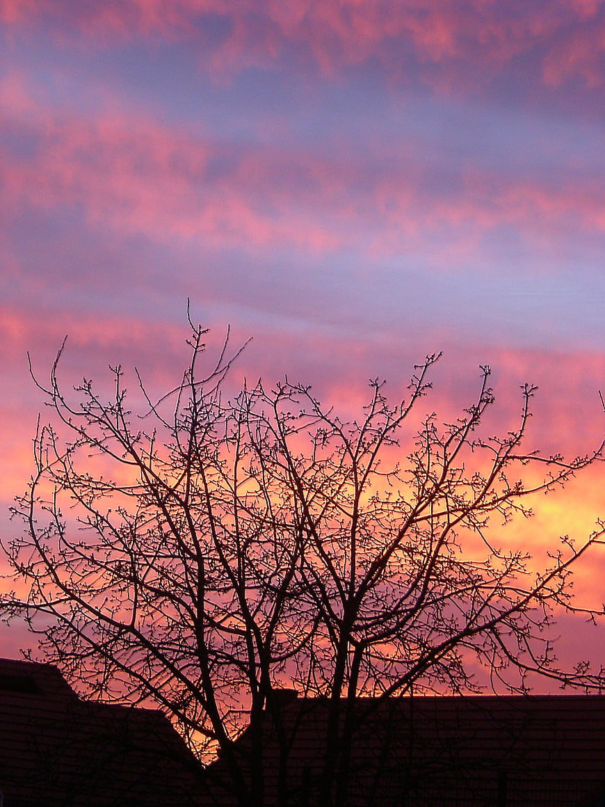 Silhouette of bare tree branches against vibrant pink and purple sunset sky