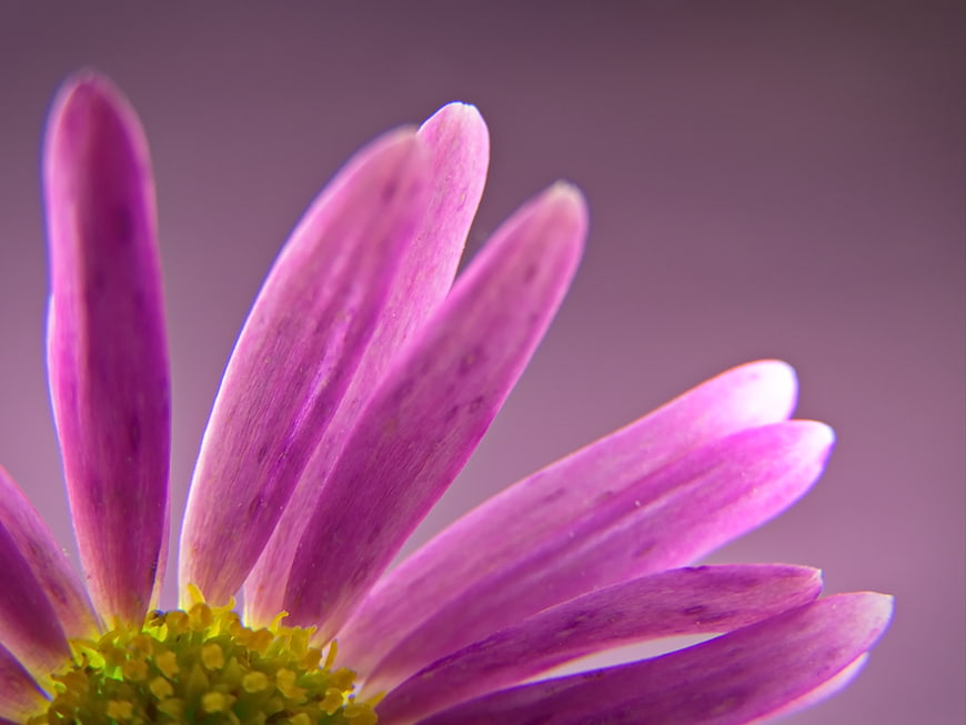 Macro Close-Up of Purple Daisy Petals with Yellow Center