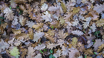 Top View of Brown Oak Leaves on Forest Floor