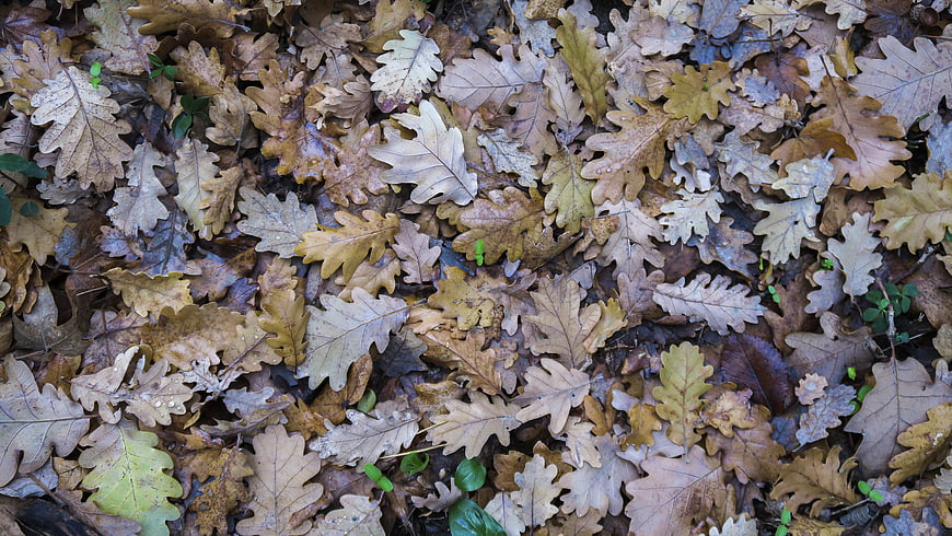 Top View of Brown Oak Leaves on Forest Floor