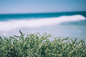 Close-up of green coastal plants with blurred ocean waves background