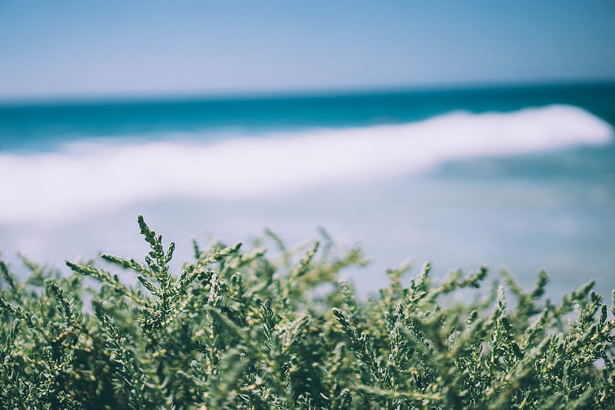 Close-up of green coastal plants with blurred ocean waves background
