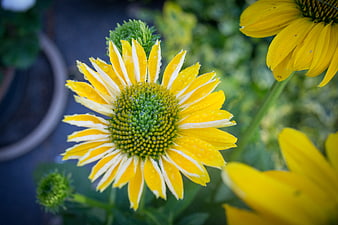Close-up of yellow and white coneflower with water droplets
