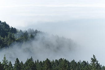Misty Pine Forest Landscape with Foggy Mountain View