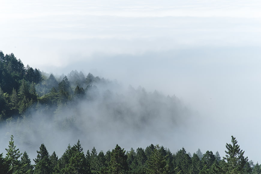 Misty Pine Forest Landscape with Foggy Mountain View