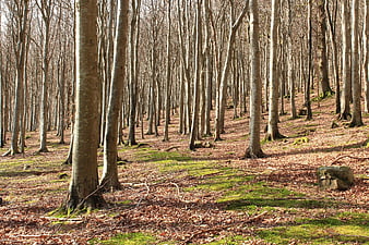 Sunlit deciduous forest with mossy ground and fallen leaves