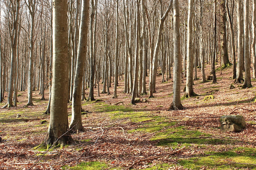 Sunlit deciduous forest with mossy ground and fallen leaves