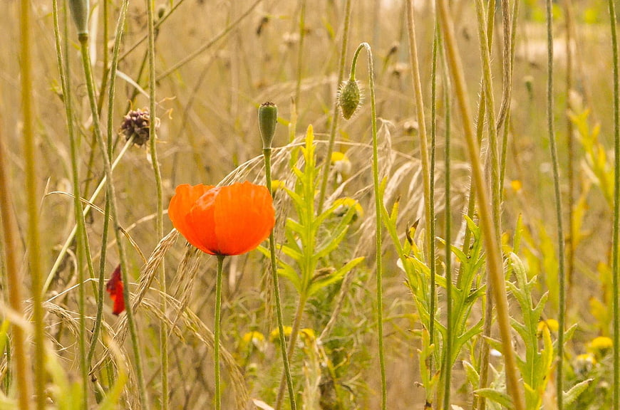 Vibrant Orange Poppy Flower in Summer Meadow