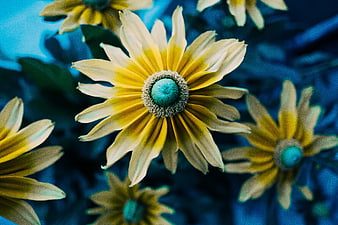 Close-up of yellow daisy with blue center and petals