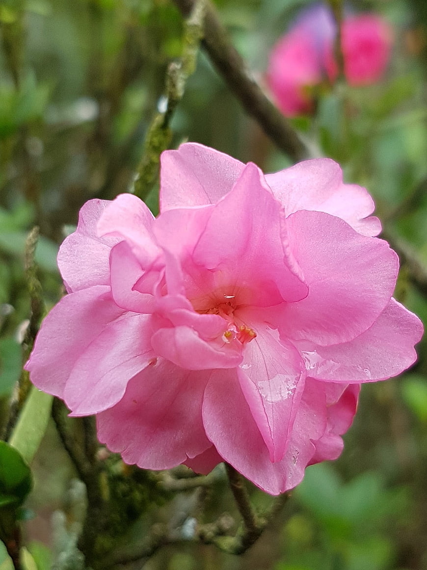 Close-up of a vibrant pink rhododendron flower in bloom