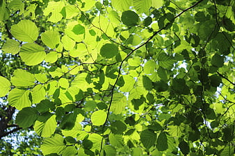 Sunlit Green Leaves Against Blue Sky