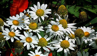 Close-up of white daisies with yellow centers in a garden