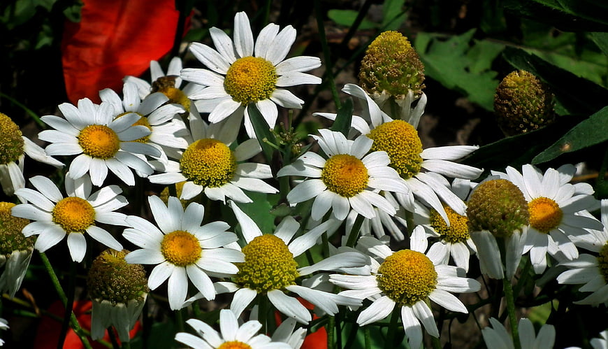 Close-up of white daisies with yellow centers in a garden