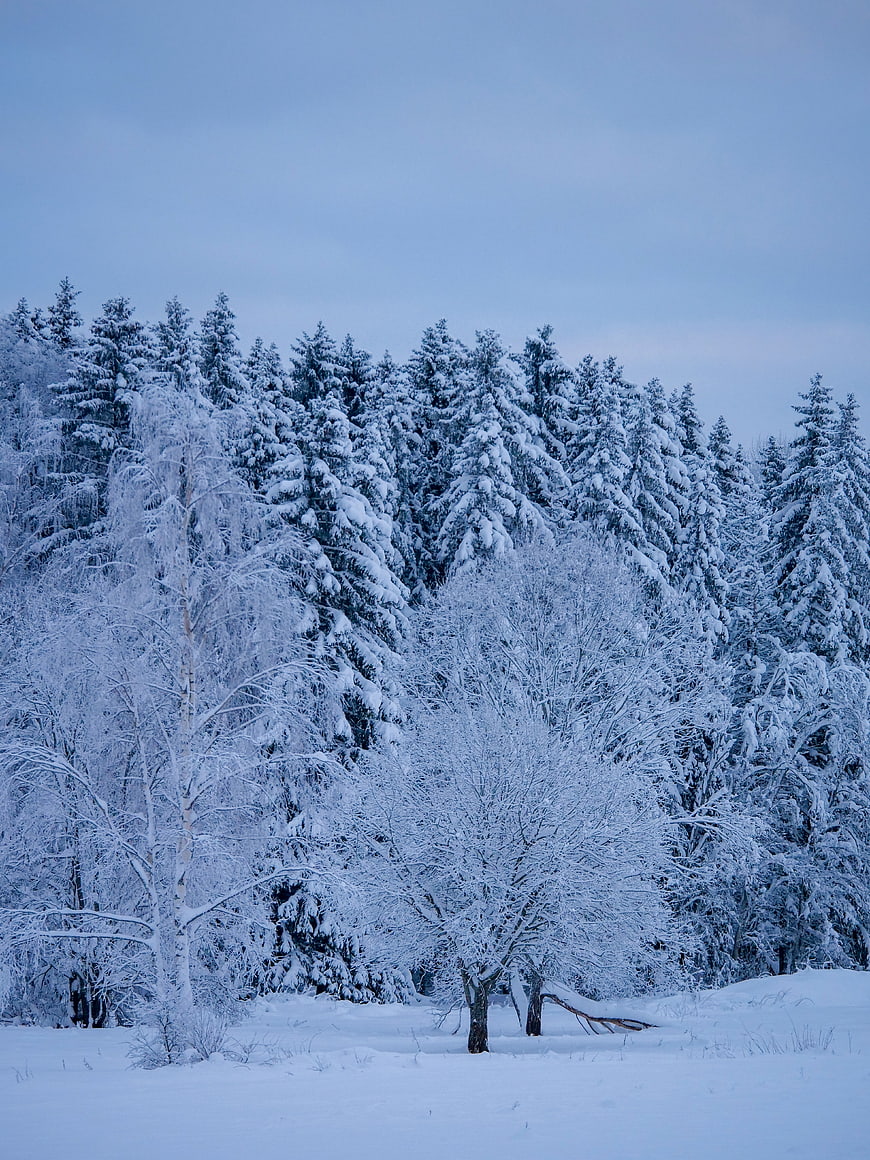 Serene Winter Forest Landscape with Snow-Covered Trees